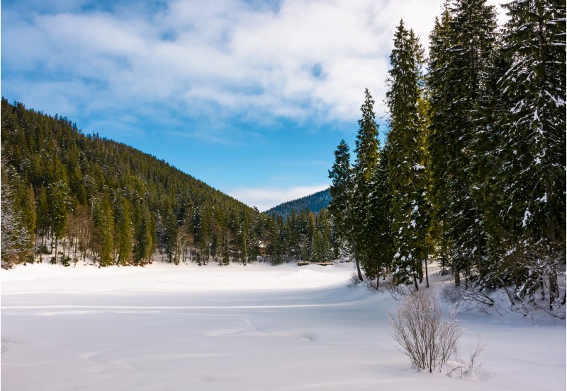 panorama of coniferous forest in winter. beautiful scenery of Synevyr National Park, Ukraine on a cloudy day