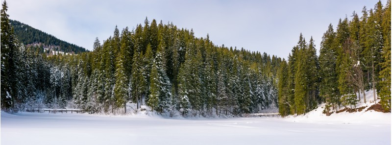 panorama of coniferous forest in winter. beautiful scenery of Synevyr National Park, Ukraine