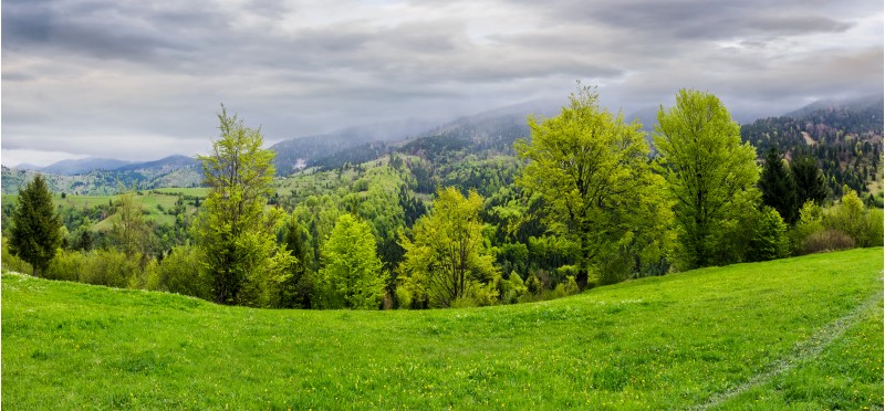 panorama of grassy hillside above the forest in mountains. dramatic cloudy sky on a rainy day. dull weather in springtime