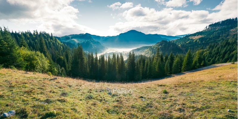 panorama of mountain and foggy valley. beautiful landscape with spruce forest on the hill. wonderful weather in Apuseni Natural Park of Romania at sunrise