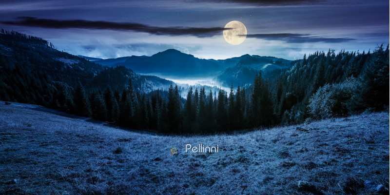 panorama of mountain and foggy valley. beautiful landscape with spruce forest on the hill. wonderful weather in Apuseni Natural Park of Romania at night in full moon light