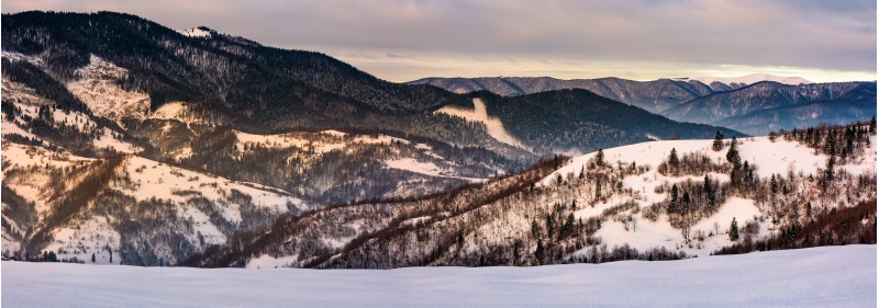 panorama snowy forested hills in winter. beautiful landscape with mountain ridge with snowy peaks in the distance