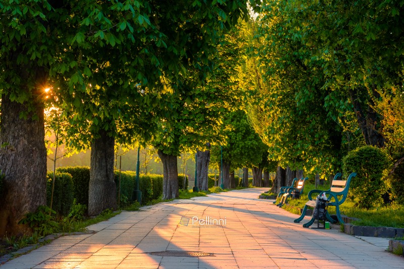 park street on a sunny morning in spring. place with bench in th park street on a sunny morning in spring. place with bench in the shade of chestnut alley in uzhhorod city. urban landscape greenery area of kyiv embankment. travel background. trash can