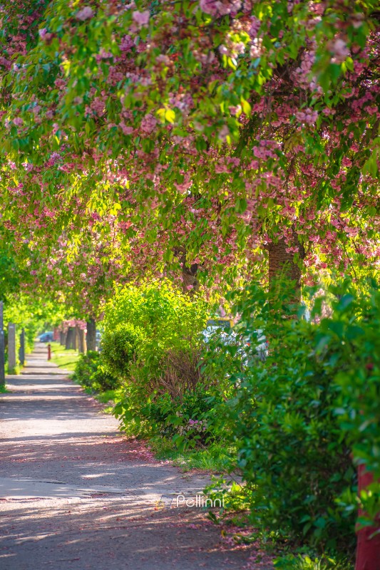 pastel cherry blossom above the street. beautiful urban scenery in spring. sakura blossom season in uzhhorod, ukraine. postcard with narrow sakura alley in afternoon light