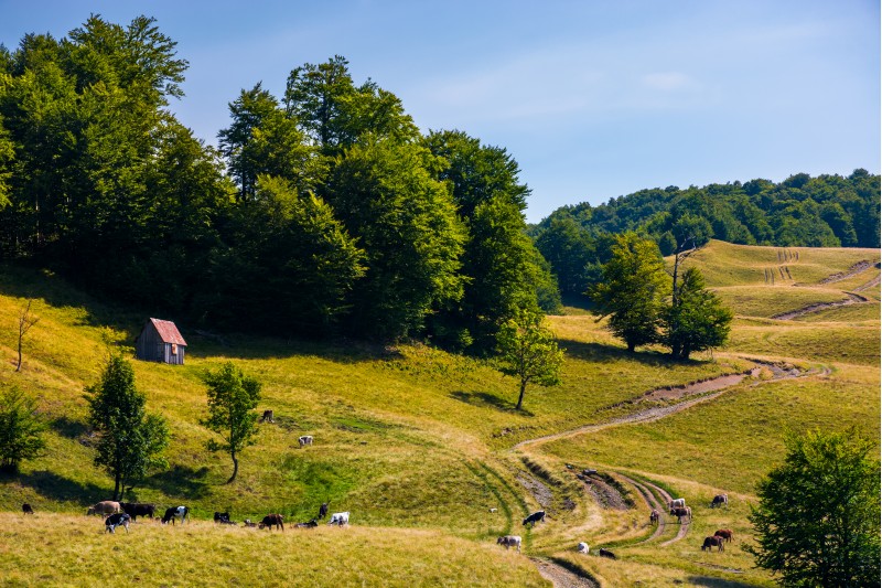 pasture and shed on the hillside. lovely summer landscape of Carpatian mountain