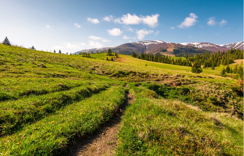 path along the grassy meadow in to the mountains. beautiful countryside with spruce forest in springtime