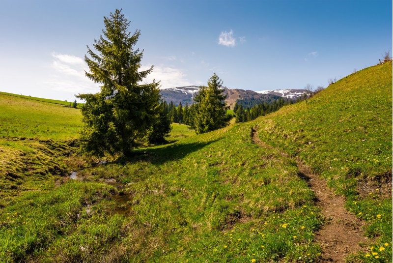path along the grassy slope in forested area. beautiful springtime landscape of Ukrainian alps. mountain ridge with snowy tops in the distance