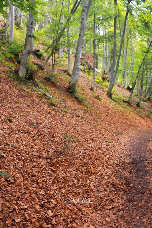 path in the forest on hill in fallen foliage. beautiful summer scenery
