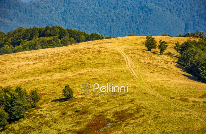 path through weathered grassy alpine meadow on beech forest background on top of a hill. lovely mountains scenery on early autumn sunny day.