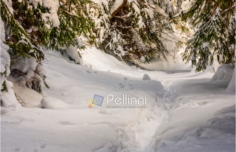 path through snow in spruce forest in winter