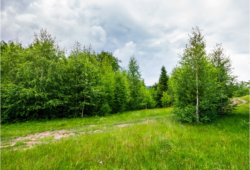 path through forested grassy meadow. beautiful summer nature scenery