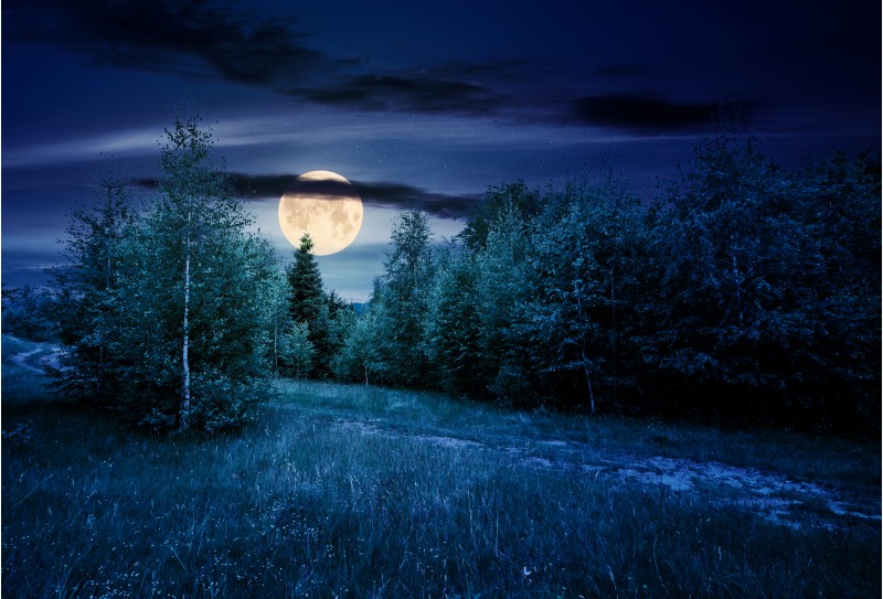 path through forested grassy meadow at night in full moon light. beautiful summer nature scenery