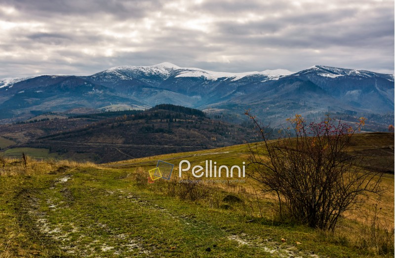 path through hillsides in autumn. landscape of mountain ridge with snowy tops in the distance. gorgeous and unusual countryside scenery in autumn