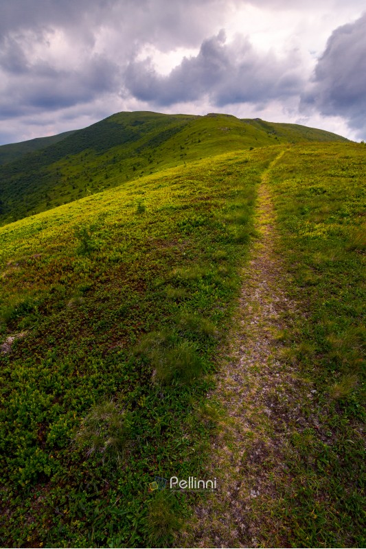 path through mountain ridge on an overcast day. lovely scenery of Runa mountain, Ukraine