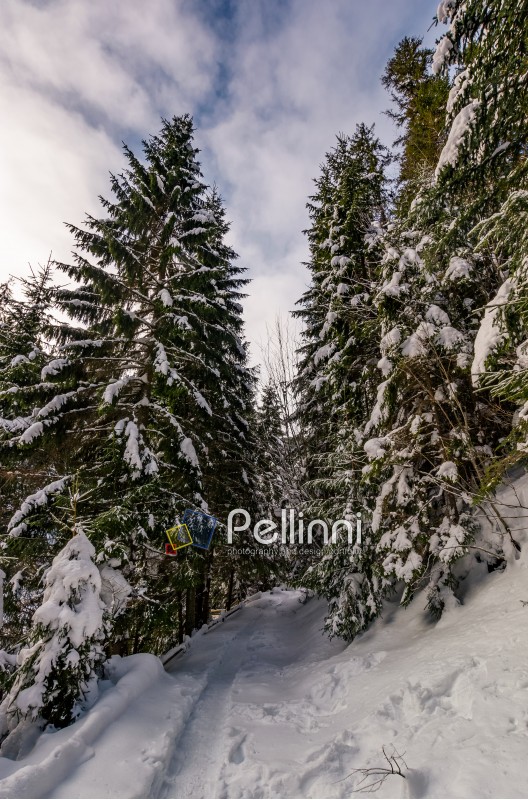 path through spruce forest in winter. beautiful nature scenery with snowy trees in early morning