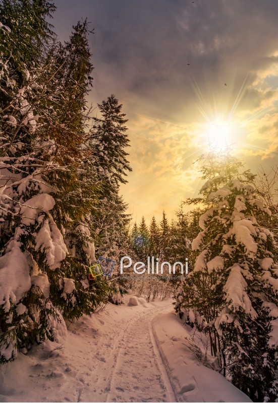 path through spruce forest in winter. beautiful nature scenery with snowy trees at sunset