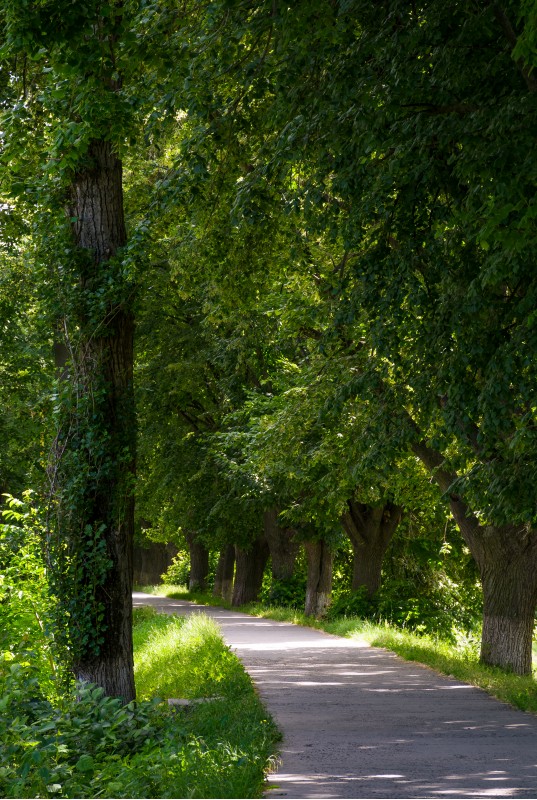 path under the trees of longest linden alley in Europe. location Uzhgorod, Ukraine