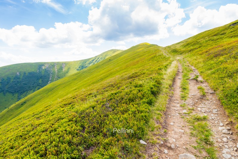 path up the steep hill. beautiful view. travel background with carpathian mountain landscape in summer. grassy alpine scenery of ukraine on a sunny day with clouds on the blue sky. weather change