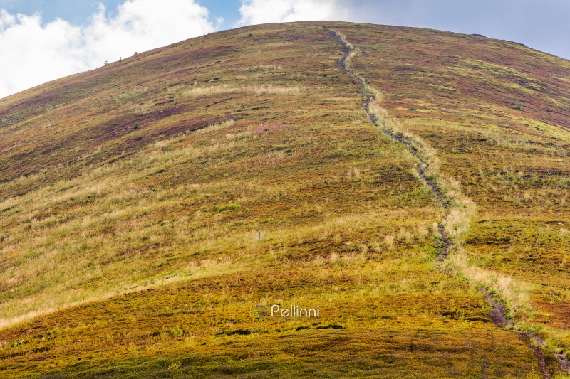 path up the steep hill. carpathian mountain landscape in summer. grassy alpine scenery of ukrainian highlands on a sunny day with fluffy clouds on the blue sky. hard way to success concept