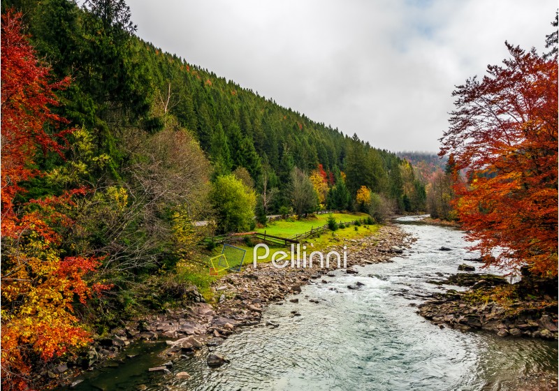 picturesque autumn scenery with forest river in mountains. overwhelming colors of foliage on overcast day in countryside