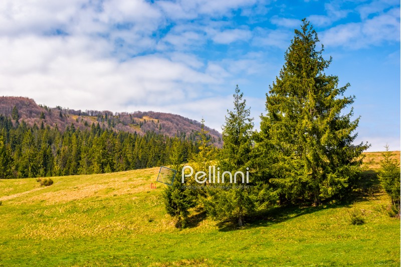 Pine forest at the foot of the mountain on a bright sunny day. blue sky with clouds in springtime landscape