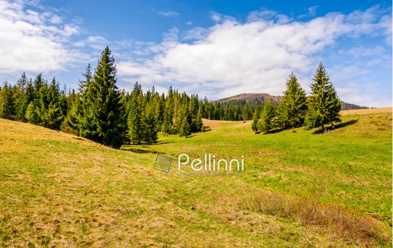 Pile forest at the foot of the mountain on a bright sunny day. blue sky with clouds in springtime landscape