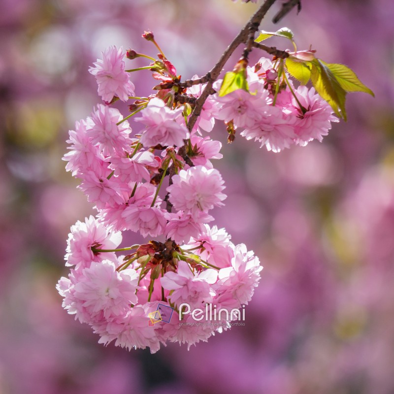 delicate pink flowers of blossomed Japanese cherry trees