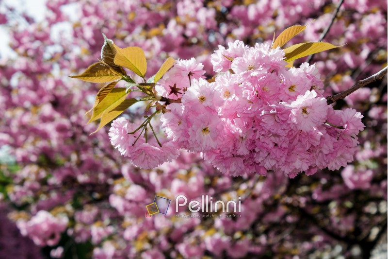 delicate pink flowers blossomed Japanese cherry trees on blur background