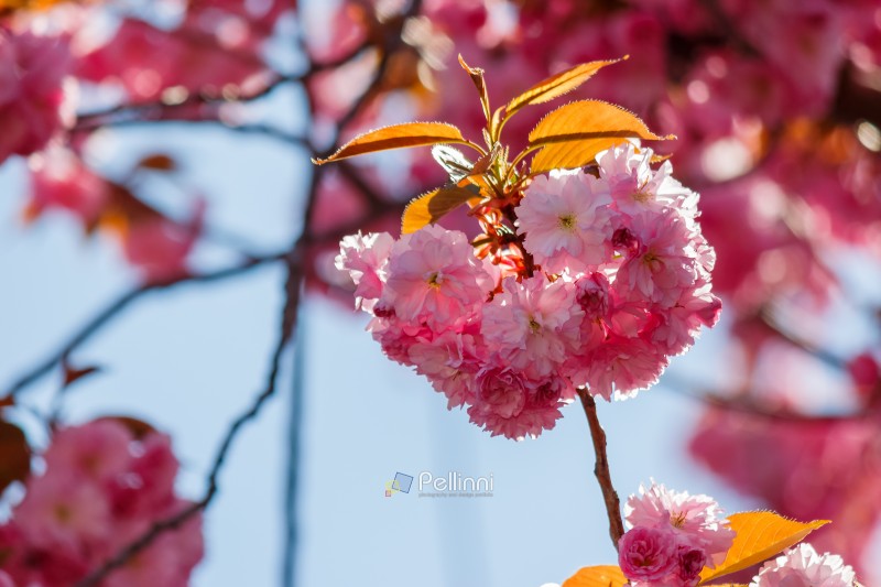 pink cherry blossom in spring. celebrating hanami in uzhhorod. shallow depth of field