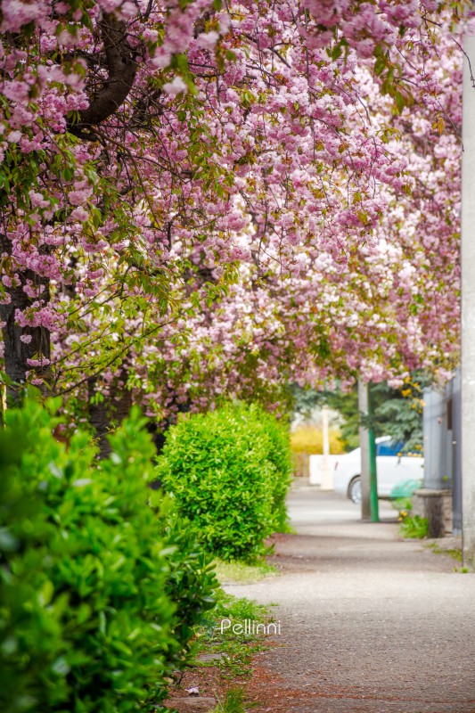 pink cherry blossom on uzhhorod street in spring. beautiful saku pink cherry blossom on uzhhorod street in spring. beautiful sakura trees along city alley in april. narrow path through residental urban scenery