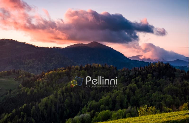 pink cloud over the peak of a forested mountain. lovely springtime background of a mountainous countryside at sunset