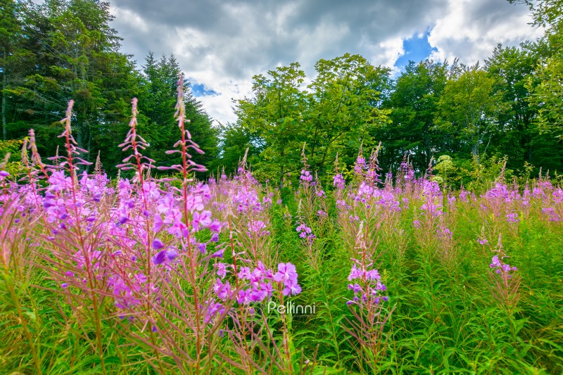 pink fireweed flower in nature. natural flora of carpathians in summer. willowherb plant blooming on the alpine meadow in front of a forest background