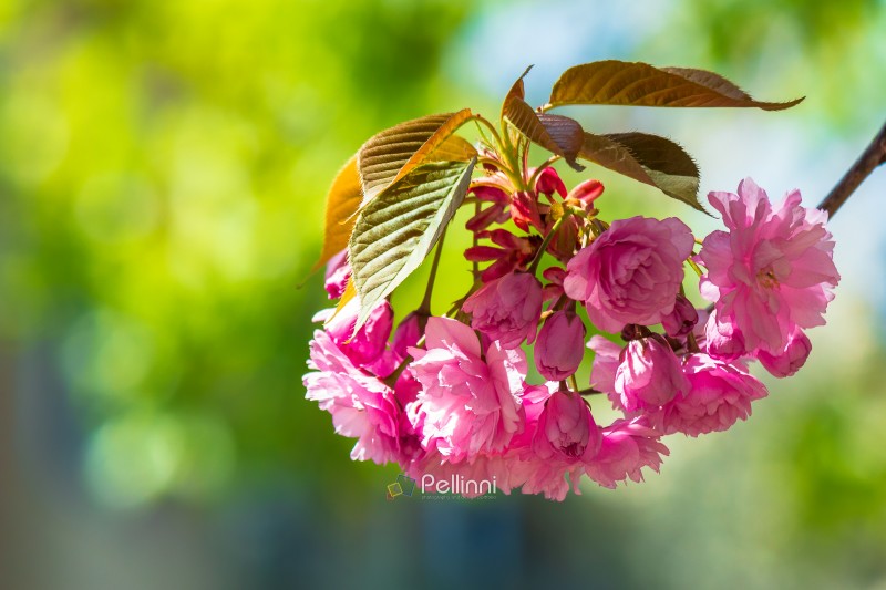 pink flower of sakura tree in spring. branch of cherry blossom in april. floral nature background for hanami celebration