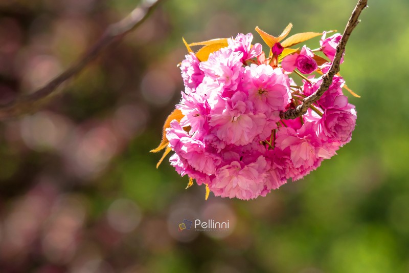 pink flower of sakura tree in spring. branch of cherry blossom in april. floral nature background for hanami celebration