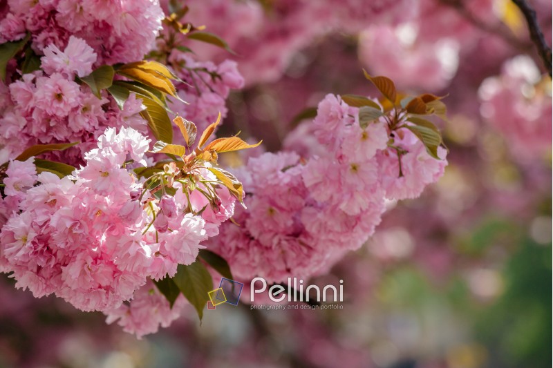 pink flowers on the branches of Japanese sakura blossomed above blury background  in spring