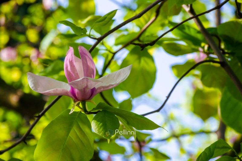 pink magnolia in spring. delicate single flower in full bloom. beautiful background of botany garden. branch of soulangeana in morning sunlight. romantic outdoor harmony scene