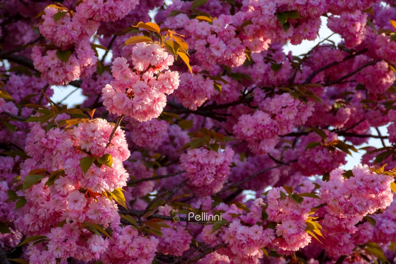 pink sakura blossom in spring. lush floral background for hanamy festival. beautiful garden in soft morning light. lush flower branch