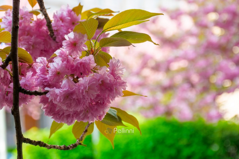 pink sakura in full bloom on a sunny day. ukraine during spring season. japanese cherry blossom in uzhhorod. delicate nature harmony. shallow depth of field