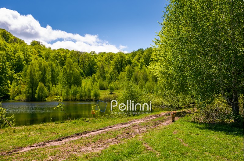 pond among the forest on fine spring day. lovely nature scenery in mountains