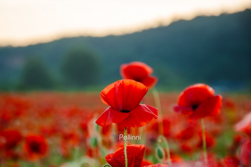 poppy field in spring landscape at sunset. beautiful view of pap poppy field in spring landscape at sunset. beautiful view of papaver rhoeas meadow blooming red. rural region in mountains of ukraine. picturesque agricultural scenery in evening light