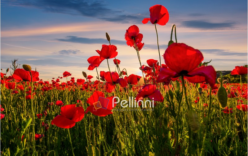 poppy flowers field in mountains. beautiful summer landscape at sunset