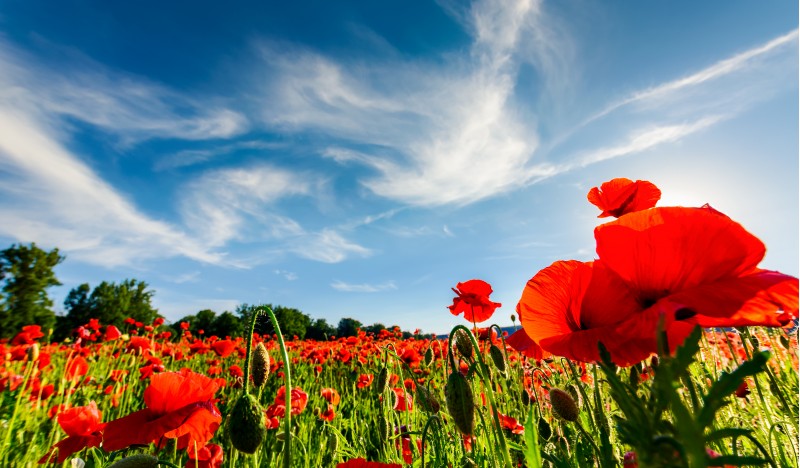 poppy flowers field under the blue sky with clouds. beautiful summer landscape at sunset
