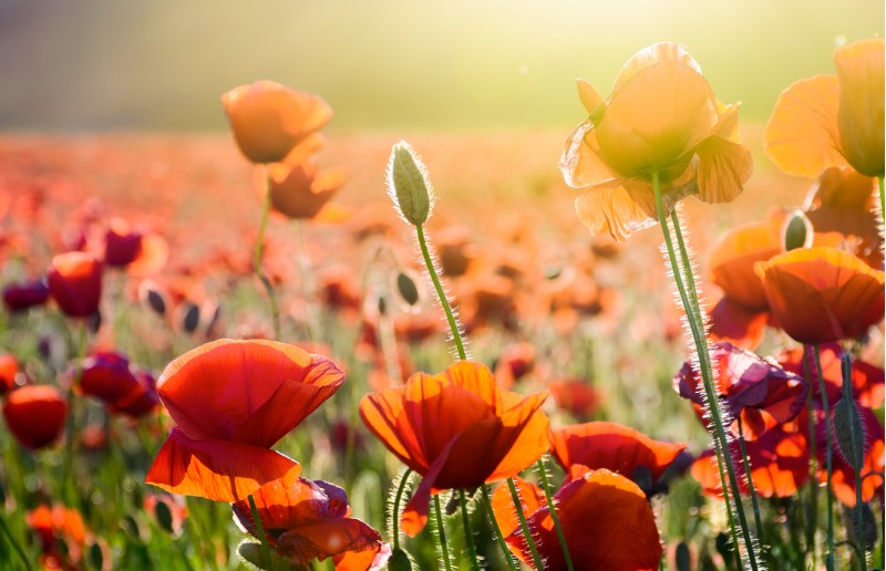 poppy flowers on the field in sunlight. beautiful summer nature background