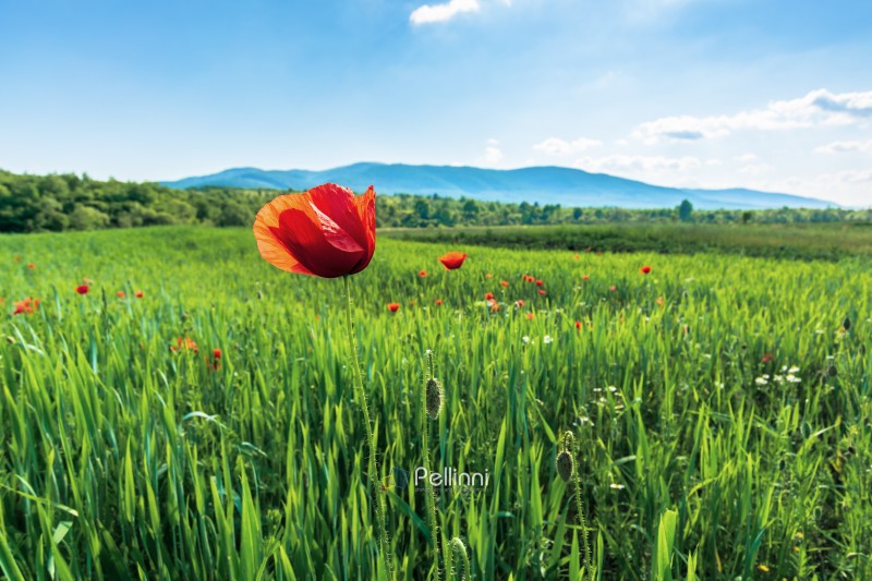 poppy on a rural field in mountains. blurred background with forested hills and mountain in the distance. fleecy clouds on a bright blue sky. vivid agricultural scenery in summer