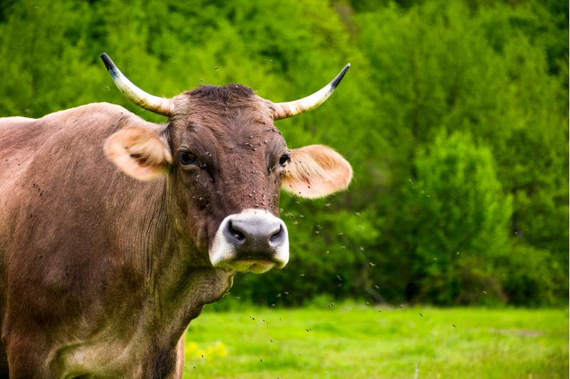 Portrait of a cow with flies on the face. animal in spring green environment