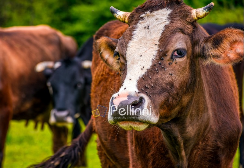 Portrait of rufous cow with flies on the nose