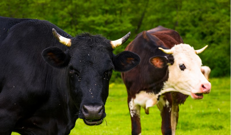 Portrait of two cows with flies on the face. animal in spring green environment