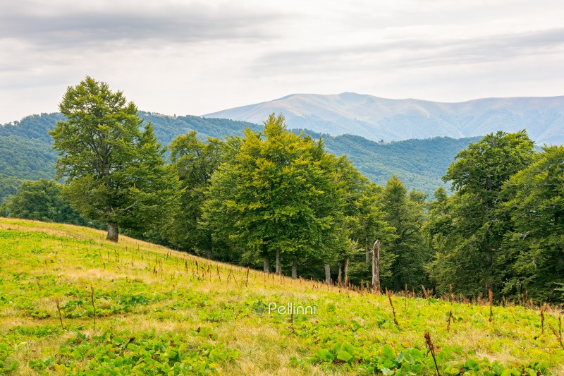 primeval beech forest on the hillside. carpathian ecosystem beautiful view. scenery of svidovets ridge. mountain landscape in late summer afternoon. explore wonderful ecology of highland in ukraine 