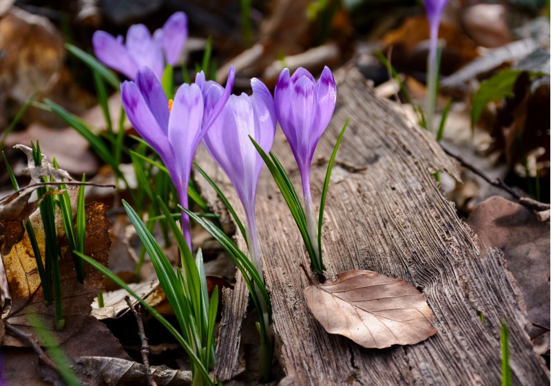 purple crocus flowers among the weathered foliage. beautiful springtime scenery in forest