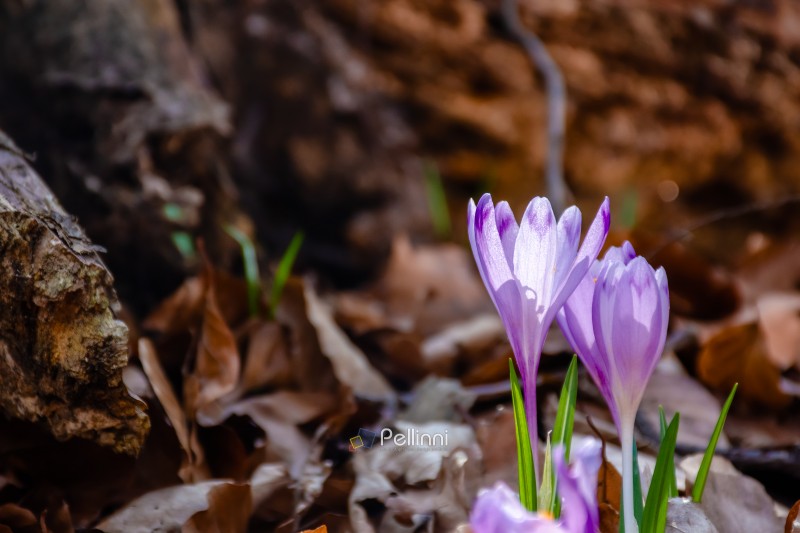 purple crocus flowers blooming in the forest. beautiful early sp purple crocus flowers blooming in the forest. beautiful early spring flora background with plant closeup. springtime herb in woodland environment
